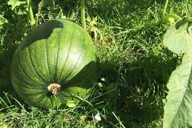 Do you need to cover pumpkins from frost