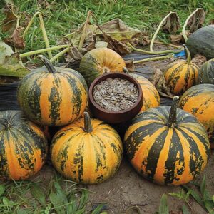 Will pumpkins grow in cool weather