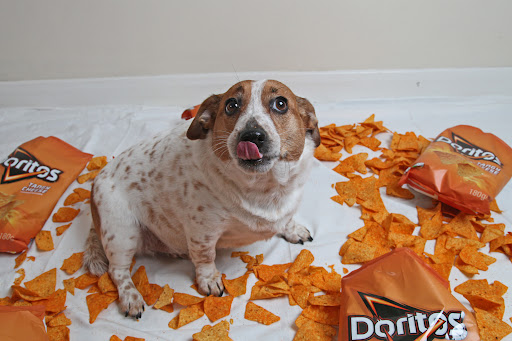 Can my dog eat Doritos
