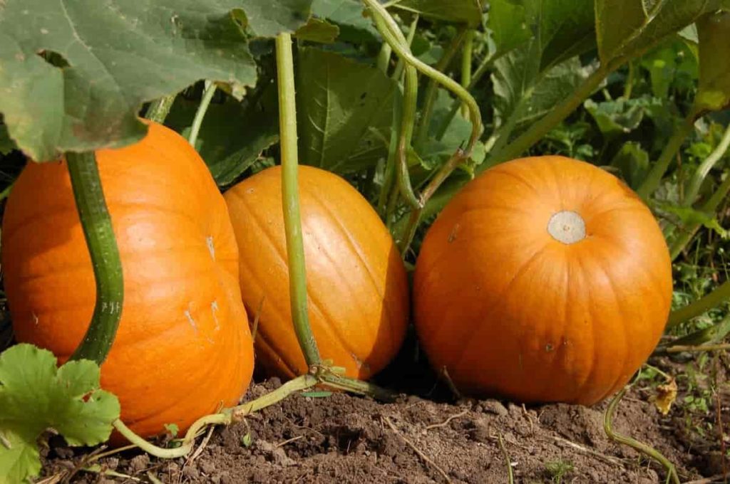 What temperatures can pumpkin plants tolerate