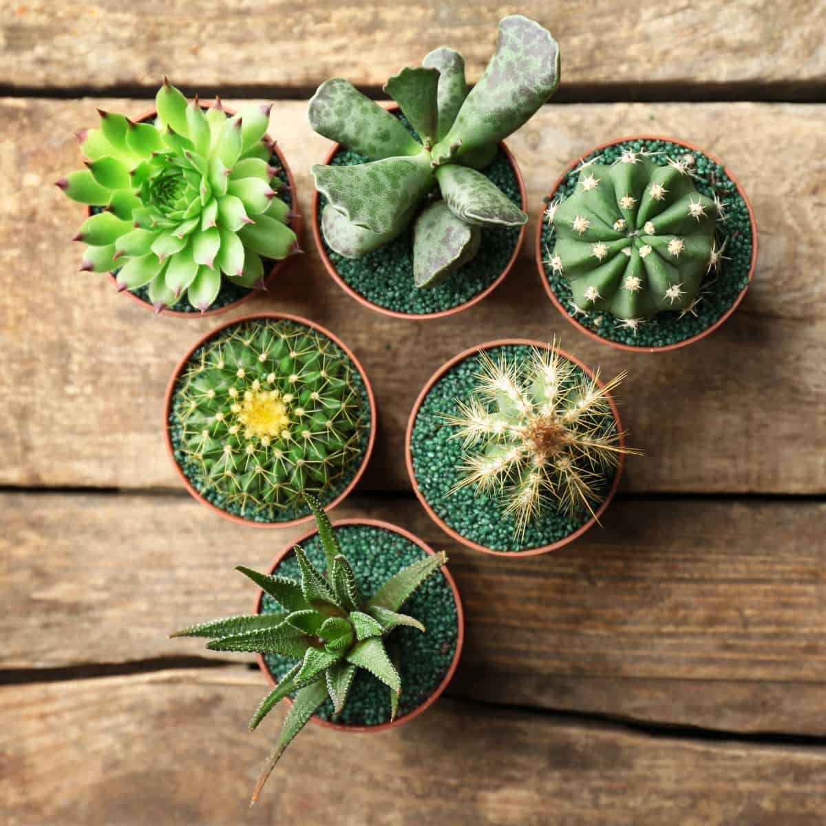 how-to-care-for-succulents-in-potswwithout-drainage-holes-featured