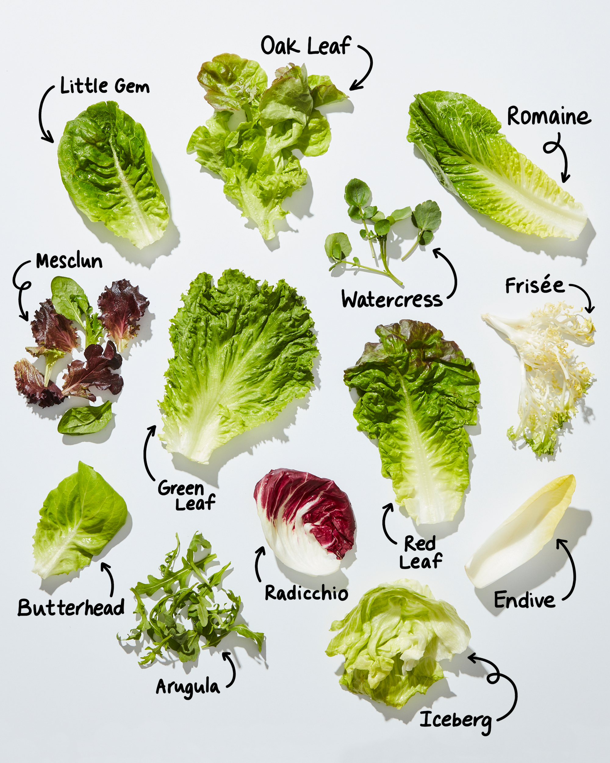 Lettuce-Types-Lead
