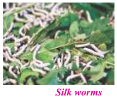Wool - Wool yielding Animals, Silk 16