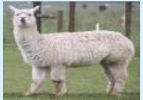 Wool - Wool yielding Animals, Silk 6
