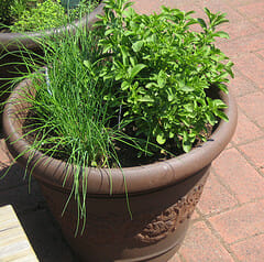 Clay-Pot-with-herbs3