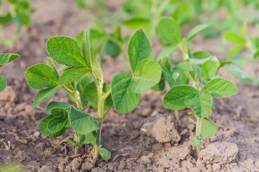 When should I plant soybeans?