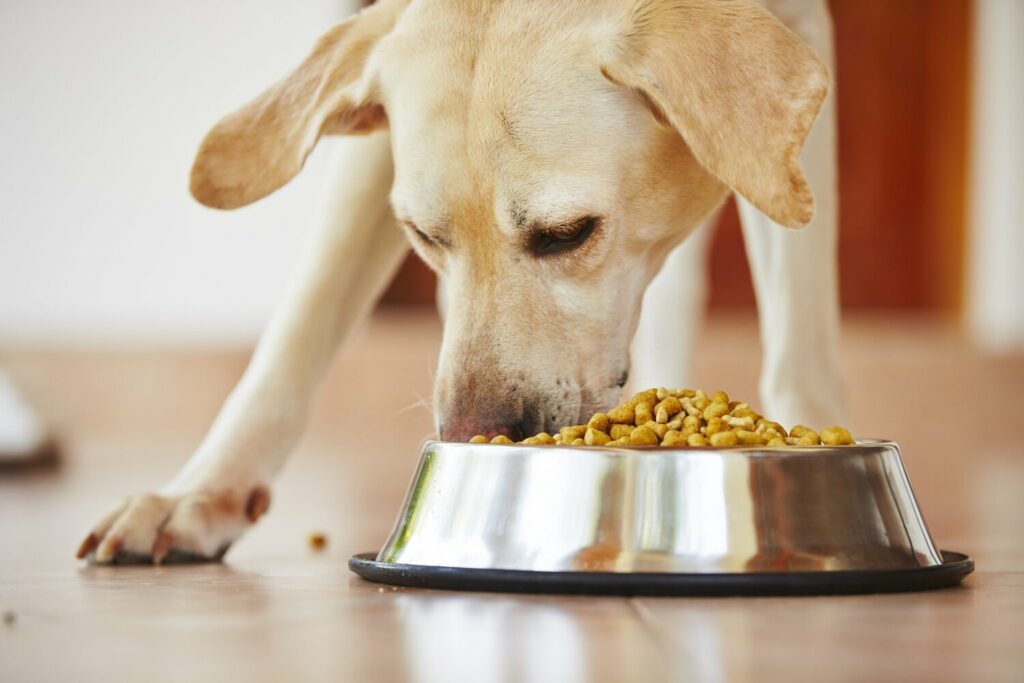 How much freeze-dried food should I feed my dog